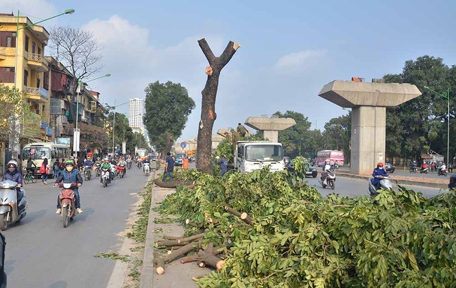 Nuối tiếc nhìn xà cừ bị chặt hạ trên đường Nguyễn Trãi - ảnh 3