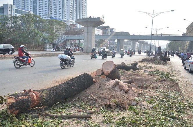 Nuối tiếc nhìn xà cừ bị chặt hạ trên đường Nguyễn Trãi - ảnh 9