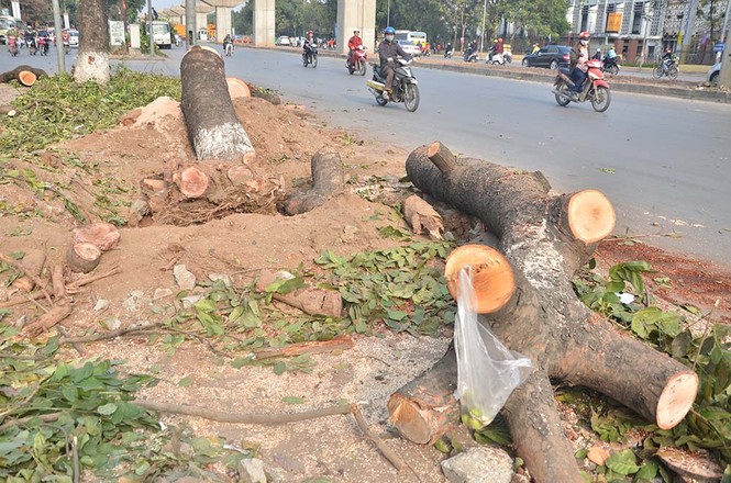 Nuối tiếc nhìn xà cừ bị chặt hạ trên đường Nguyễn Trãi - ảnh 6