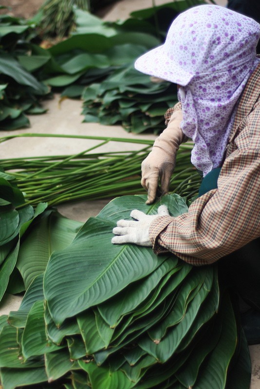 'Đột nhập' làng lá dong lớn nhất Hà thành vào giáp Tết - ảnh 4