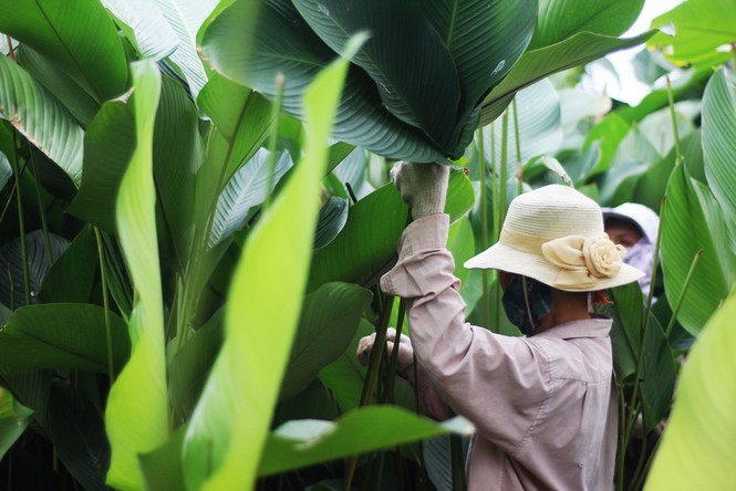 'Đột nhập' làng lá dong lớn nhất Hà thành vào giáp Tết - ảnh 5