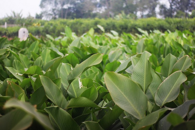 'Đột nhập' làng lá dong lớn nhất Hà thành vào giáp Tết - ảnh 1