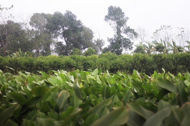 'Đột nhập' làng lá dong lớn nhất Hà thành vào giáp Tết - ảnh 15