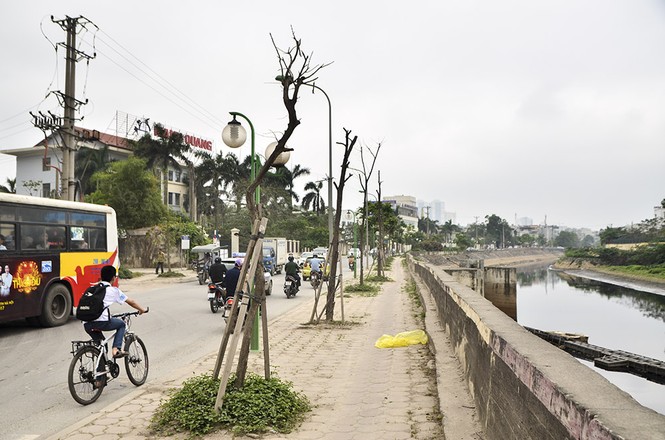Hà Nội có thêm tuyến đường cây xanh chết khô, trơ trụi lá - ảnh 7