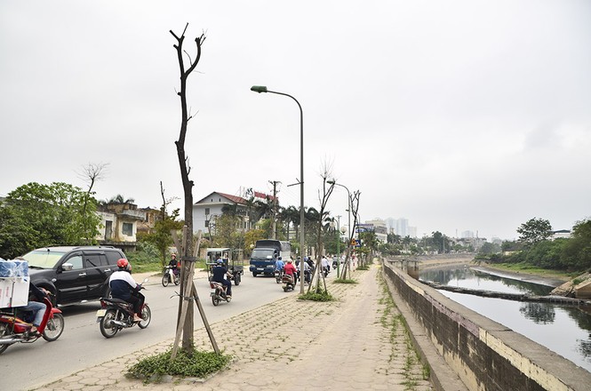 Hà Nội có thêm tuyến đường cây xanh chết khô, trơ trụi lá - ảnh 3