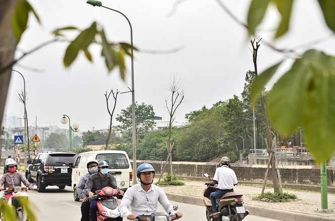 Hà Nội có thêm tuyến đường cây xanh chết khô, trơ trụi lá - ảnh 16