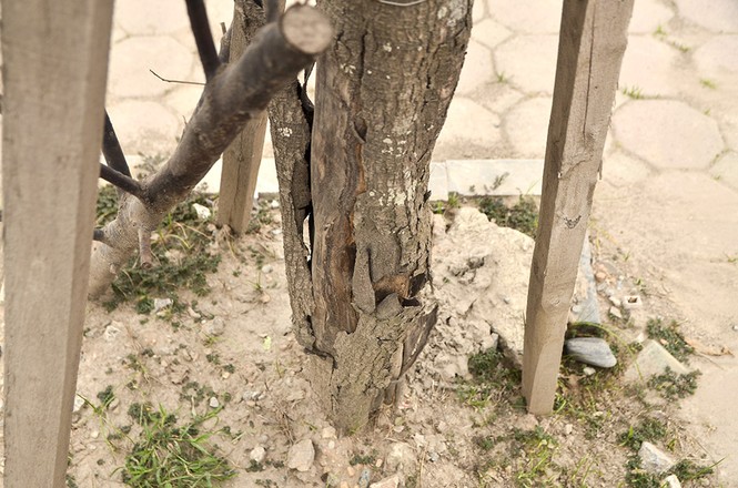 Hà Nội có thêm tuyến đường cây xanh chết khô, trơ trụi lá - ảnh 4