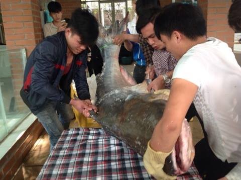 Chi hơn 100 triệu đưa “thủy quái” 140kg từ Campuchia về Hà Nội - ảnh 2