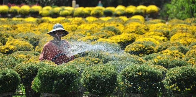 Đồng Tháp xác lập kỷ lục thác hoa cao nhất Việt Nam - ảnh 2