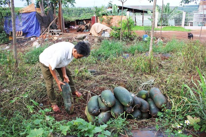 Gia Lai chỉ đạo xử lý nghiêm vụ thương lái “bỏ bom” nông dân - ảnh 1
