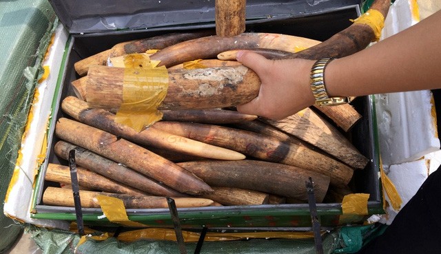 Phát hiện vụ vận chuyển hơn 300kg ngà voi qua đường hàng không - ảnh 1