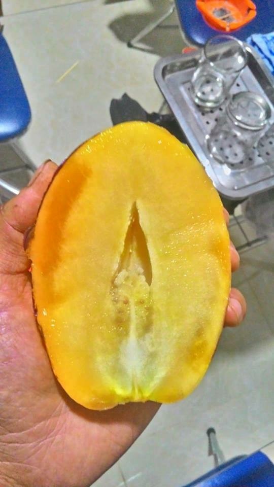 Cơn sốt dưa Pepino đem về cho chàng trai trẻ 20 triệu đồng/tháng - ảnh 2