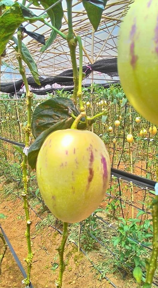 Cơn sốt dưa Pepino đem về cho chàng trai trẻ 20 triệu đồng/tháng - ảnh 3