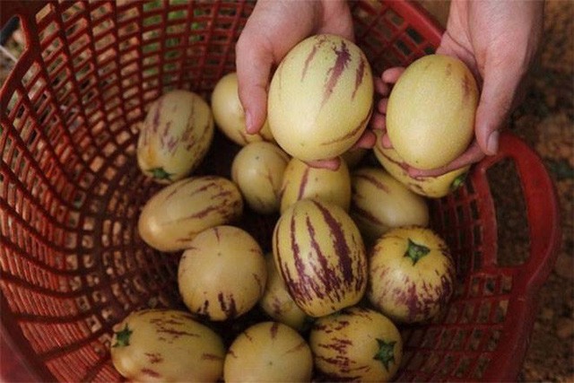 Cơn sốt dưa Pepino đem về cho chàng trai trẻ 20 triệu đồng/tháng - ảnh 1