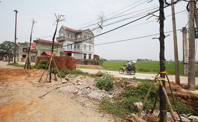 Hà Nội trồng lại 100 cây xanh sau khi chặt để dẹp vỉa hè - ảnh 1