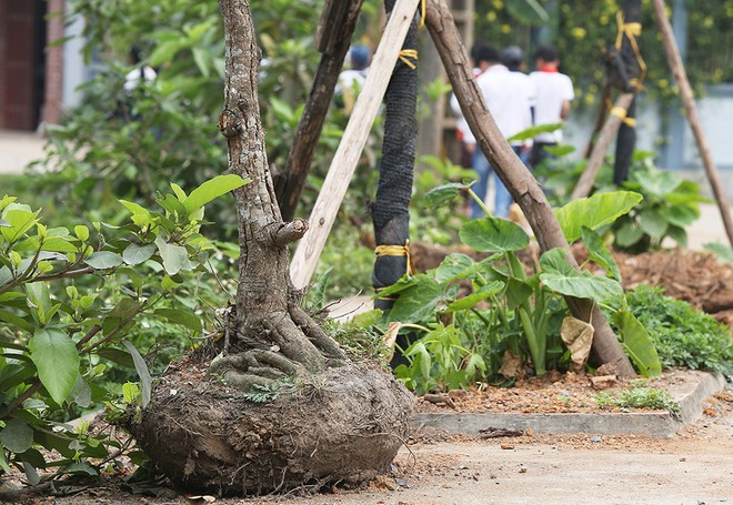 Hà Nội trồng lại 100 cây xanh sau khi chặt để dẹp vỉa hè - ảnh 7