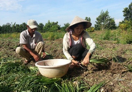 Xa vời giấc mơ giảng đường với nữ sinh đi cắt huệ thuê - ảnh 2