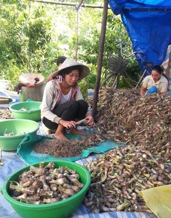 Xa vời giấc mơ giảng đường với nữ sinh đi cắt huệ thuê - ảnh 4