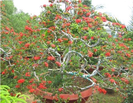 Cây kiểng bông trang chơi tết có giá nghìn đô - ảnh 2