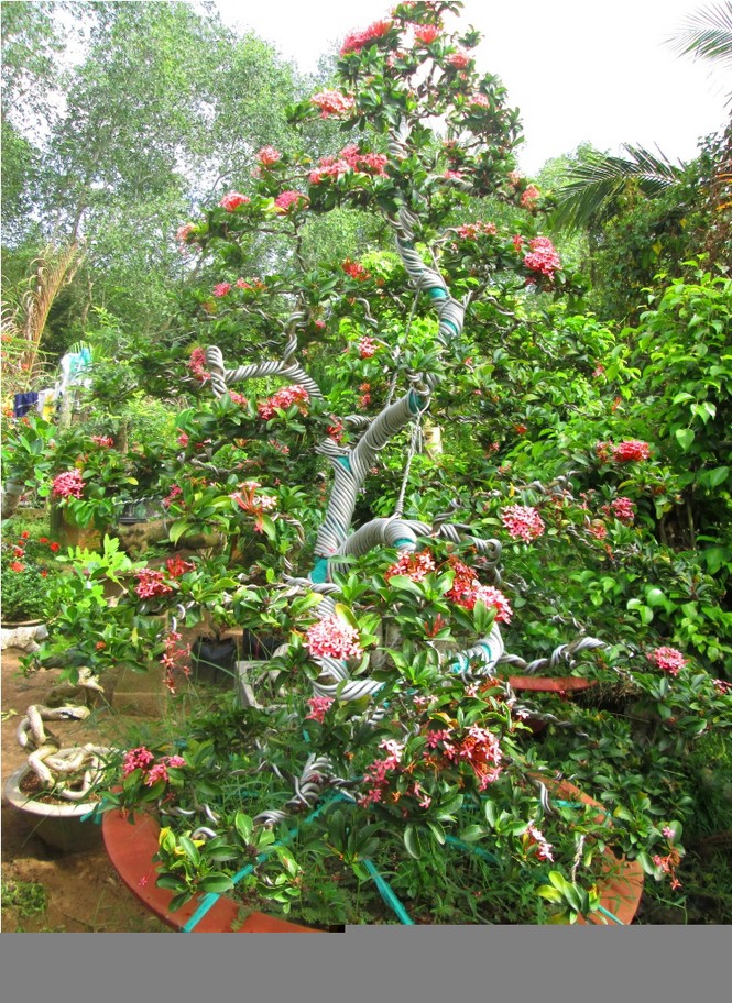 Cây kiểng bông trang chơi tết có giá nghìn đô - ảnh 3