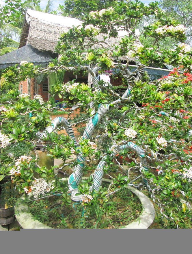 Cây kiểng bông trang chơi tết có giá nghìn đô - ảnh 4