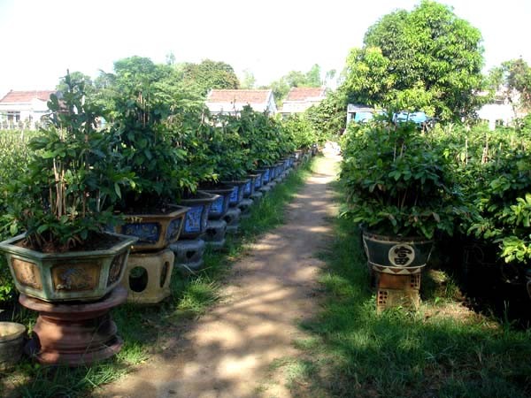 Thu bạc triệu từ những gốc mai... bỏ đi - ảnh 3