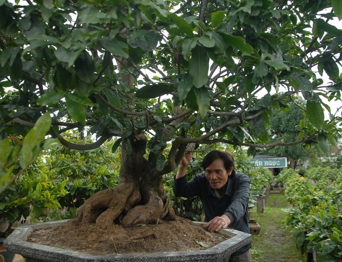 Thu bạc triệu từ những gốc mai... bỏ đi - ảnh 2