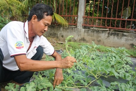 Trồng dưa hấu thỏi vàng thu tiền tỷ dịp Tết - ảnh 1