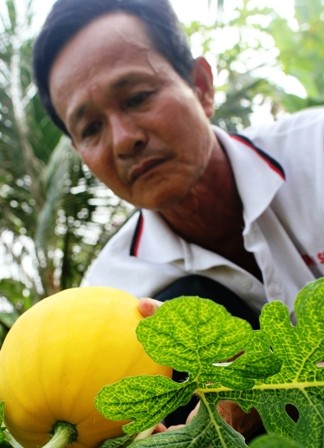 Trồng dưa hấu thỏi vàng thu tiền tỷ dịp Tết - ảnh 2
