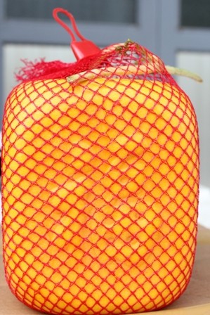 Trồng dưa hấu thỏi vàng thu tiền tỷ dịp Tết - ảnh 3