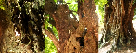 'Đại lão mộc' nghìn tuổi ở Hà Nội - ảnh 1