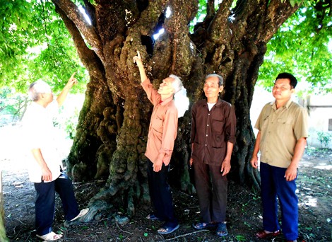 'Đại lão mộc' nghìn tuổi ở Hà Nội - ảnh 2