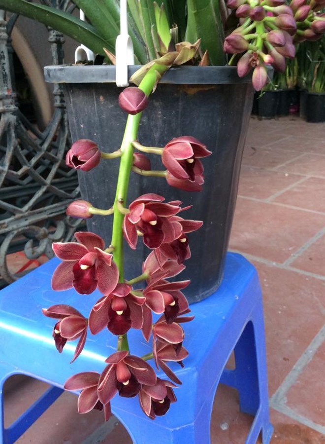 Mục sở thị vườn lan rừng vô giá của cô giáo Hà Nội - ảnh 12
