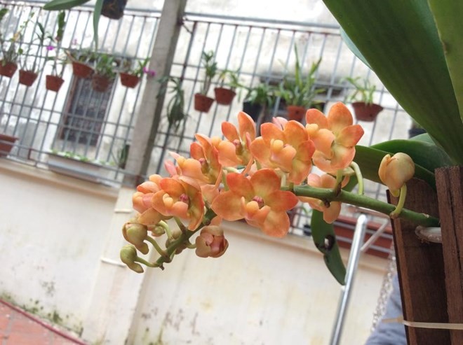 Mục sở thị vườn lan rừng vô giá của cô giáo Hà Nội - ảnh 13