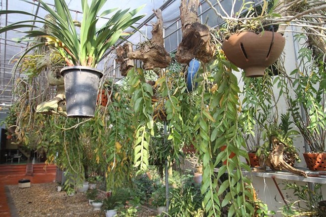 Mục sở thị vườn lan rừng vô giá của cô giáo Hà Nội - ảnh 3