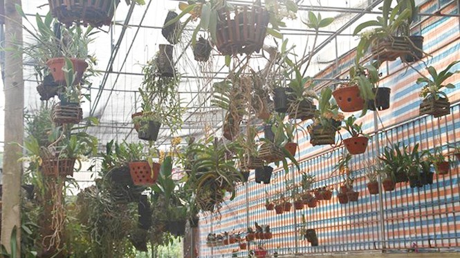 Mục sở thị vườn lan rừng vô giá của cô giáo Hà Nội - ảnh 4