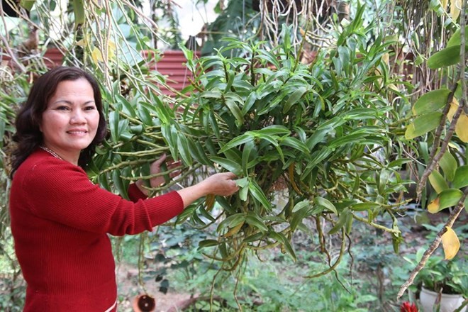 Mục sở thị vườn lan rừng vô giá của cô giáo Hà Nội - ảnh 6