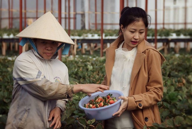 Vì sao giá 1 kg dâu tây Đà Lạt chênh nhau 300.000 đồng? - ảnh 1