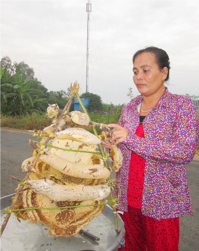 Vượt biên giới đi săn ong mật kiếm vài triệu mỗi ngày - ảnh 1