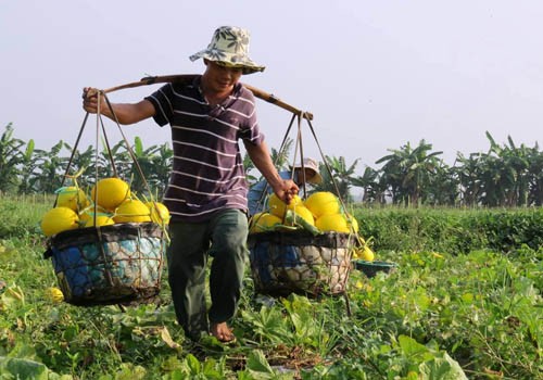 Lãi hàng trăm triệu đồng một vụ dưa lê vàng - ảnh 1