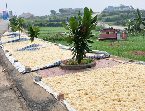 Ngư dân trúng đậm rau câu chân vịt ở Hoàng Sa - ảnh 1