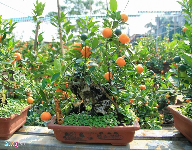 Lão nông Hà thành trồng quất bon sai thu 400 triệu đồng/vụ - ảnh 1