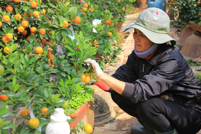 Lão nông Hà thành trồng quất bon sai thu 400 triệu đồng/vụ - ảnh 2