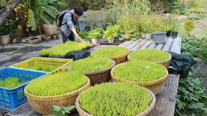TPHCM tất bật tạo hình đường hoa tết Ất Mùi 2015 - ảnh 14