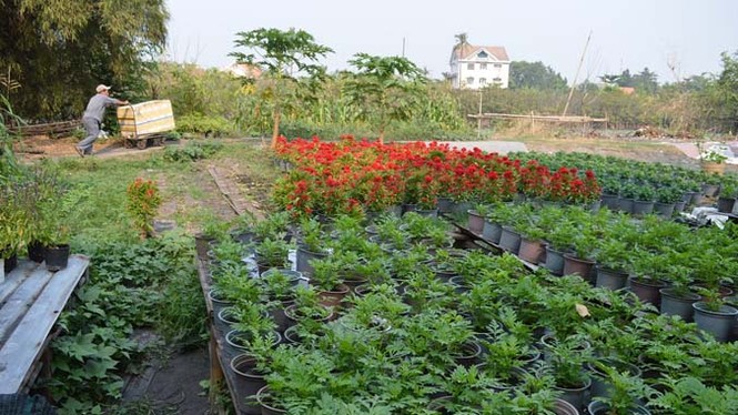 TPHCM tất bật tạo hình đường hoa tết Ất Mùi 2015 - ảnh 15