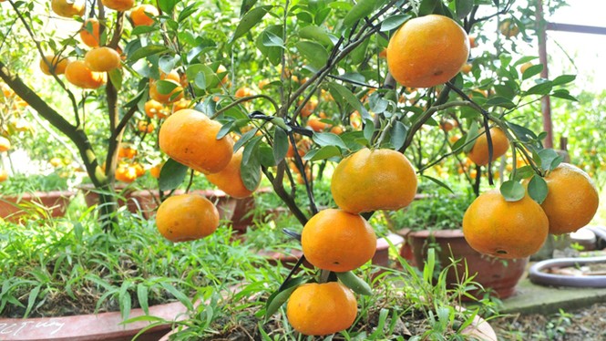 Kiếm cả trăm triệu mỗi năm nhờ trồng quýt hồng - ảnh 1