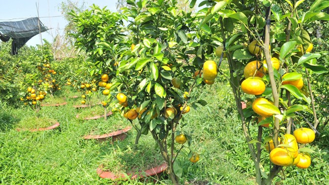 Kiếm cả trăm triệu mỗi năm nhờ trồng quýt hồng - ảnh 3