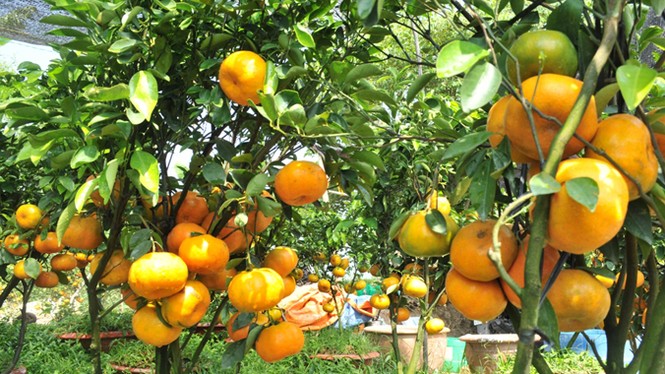 Kiếm cả trăm triệu mỗi năm nhờ trồng quýt hồng - ảnh 5