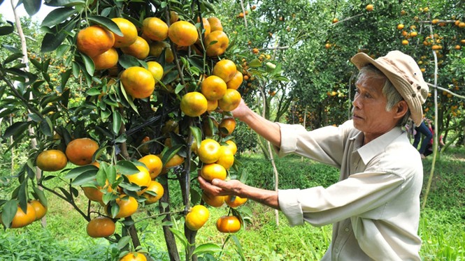 Kiếm cả trăm triệu mỗi năm nhờ trồng quýt hồng - ảnh 8
