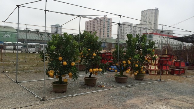 Kỳ lạ chuyện “vườn tràn ra phố” ở Hà Nội - ảnh 1